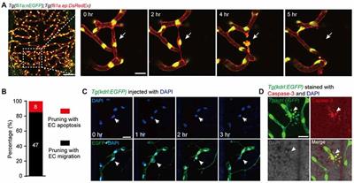 Apoptosis of Endothelial Cells Contributes to Brain Vessel Pruning of Zebrafish During Development